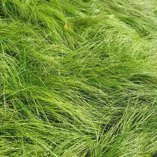 Grass - Carex pennsylvanica