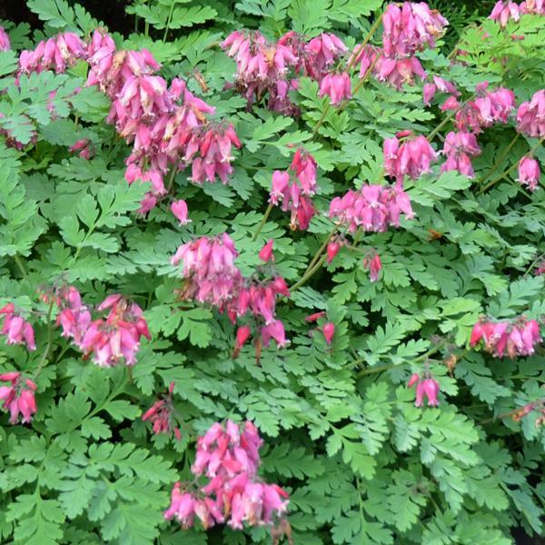 Dicentra formosa 'Luxuriant'   