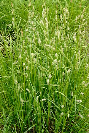 Grass - Carex sprengelii                                                      
