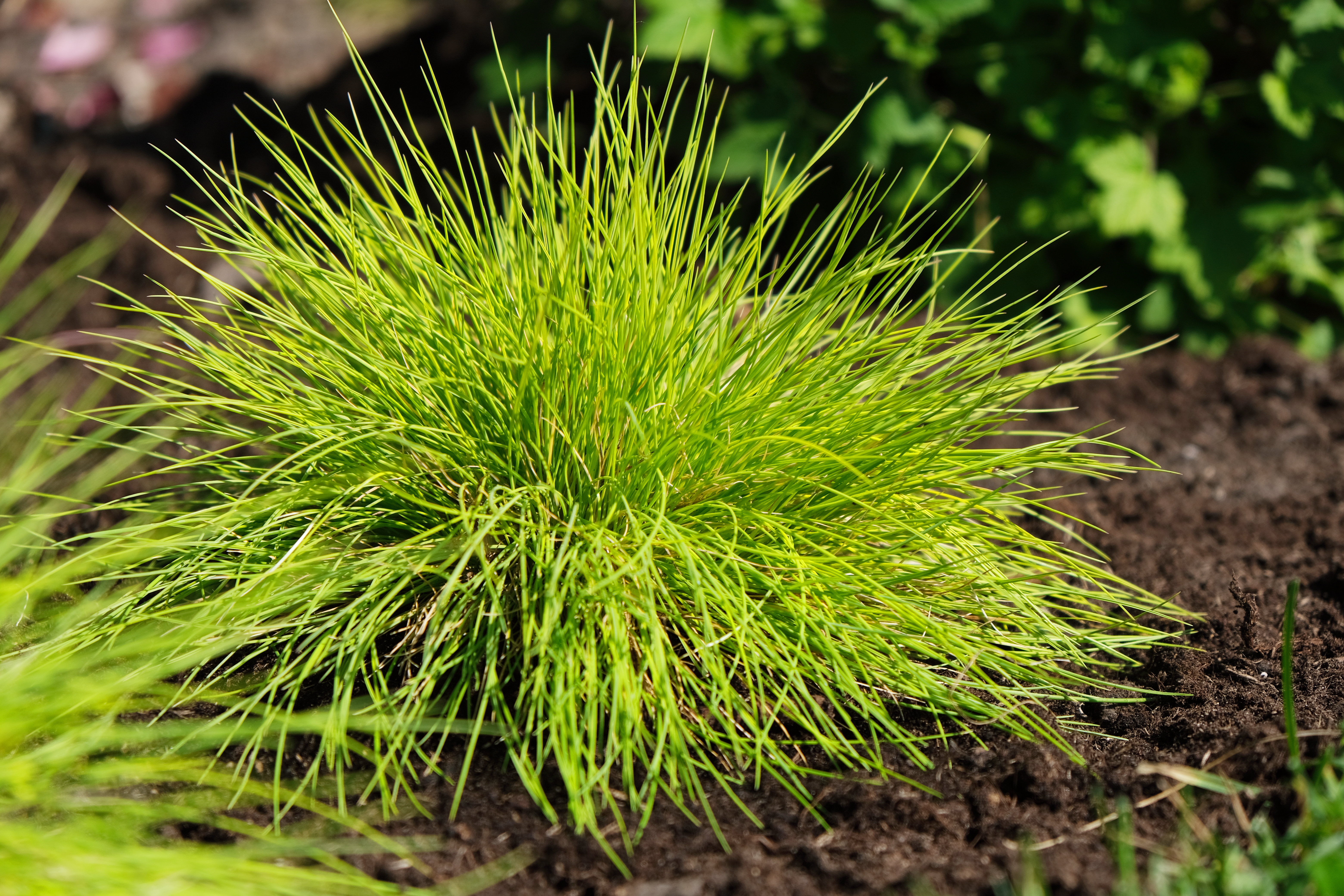 Grass - Festuca glauca Beyond Gold™ ('Amigold')  