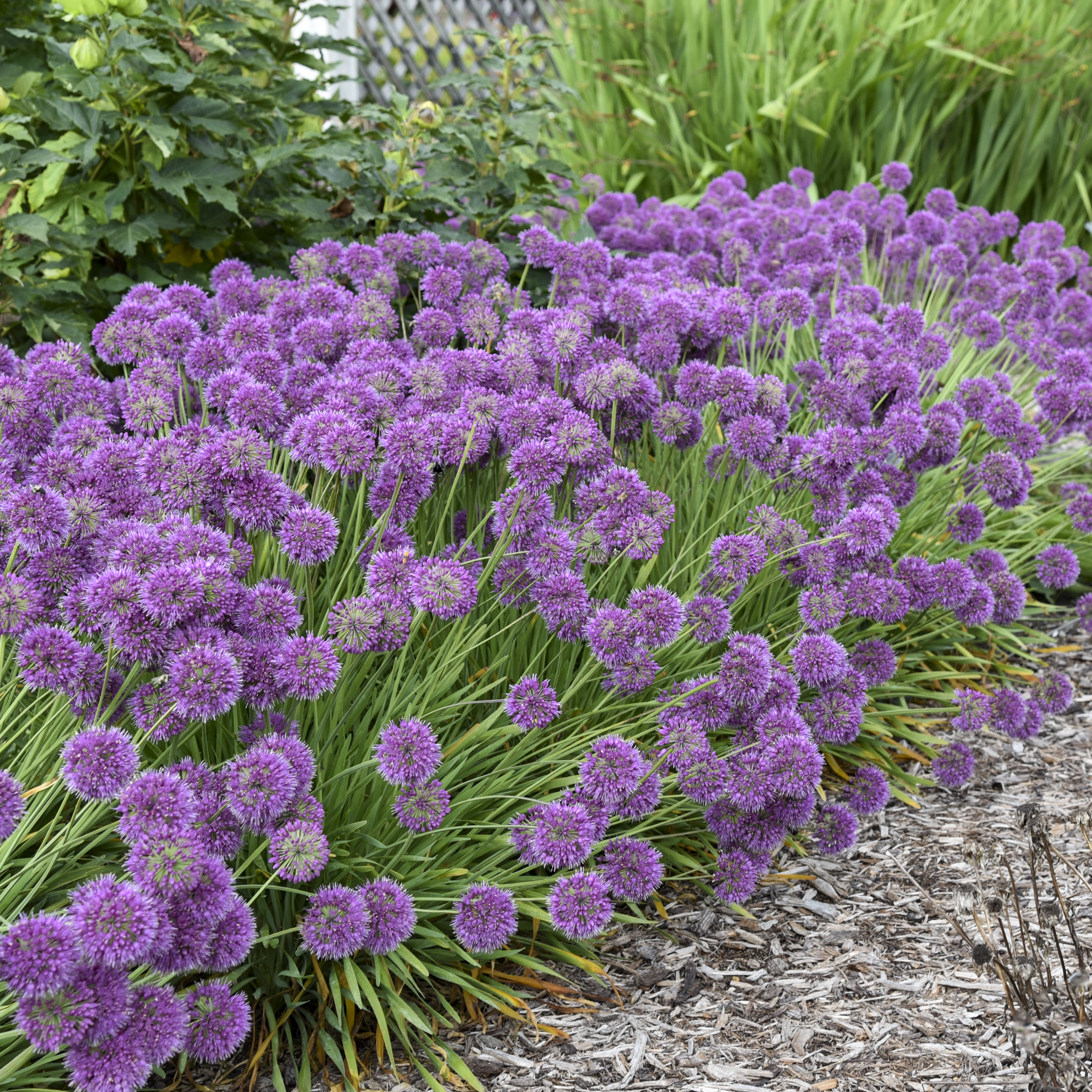 Allium hybrid 'Lavender Bubbles' PP31126