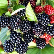 Blackberry - Rubus fruticosus 'Chester' (Thornless) 